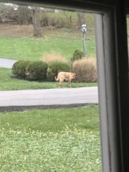 Found/Stray Unknown Dog last seen Tusculum Ave, Cincinnati, OH 45226
