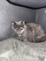 Lost Female Cat last seen Pendleton sc, Pendleton, SC 29670