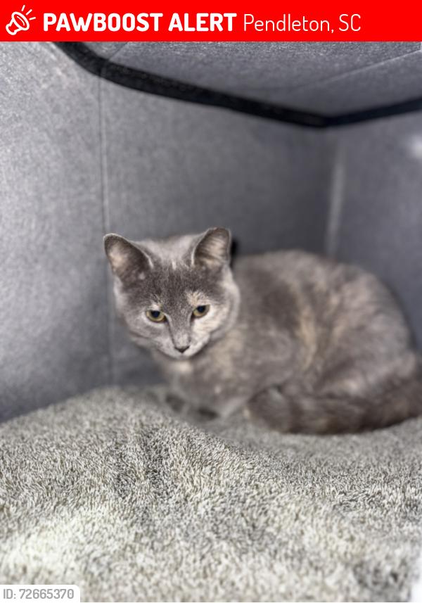 Lost Female Cat last seen Pendleton sc, Pendleton, SC 29670