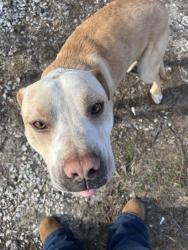 Found/Stray Male Dog last seen Ally way of Oakland off of new York and rural, Indianapolis, IN 46201
