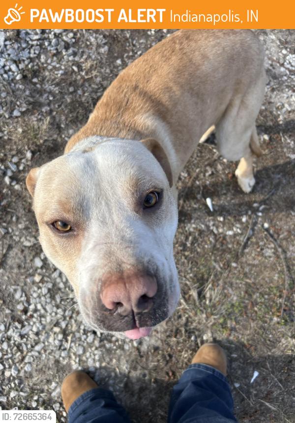 Found/Stray Male Dog last seen Ally way of Oakland off of new York and rural, Indianapolis, IN 46201