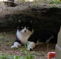 Lost Male Cat last seen Jed Drive and Cole Drive, Guthrie, OK 73044