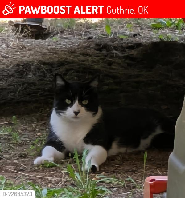 Lost Male Cat last seen Jed Drive and Cole Drive, Guthrie, OK 73044