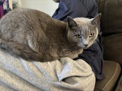 Lost Female Cat last seen Regency Park, Murfreesboro, TN 37129
