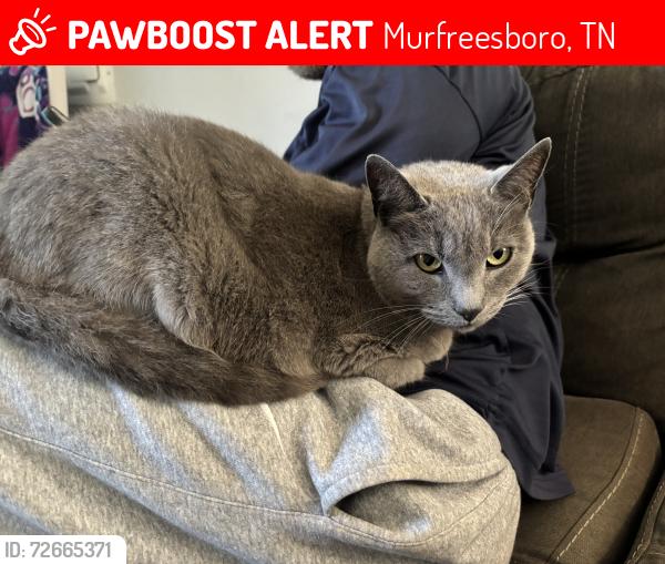 Lost Female Cat last seen Regency Park, Murfreesboro, TN 37129