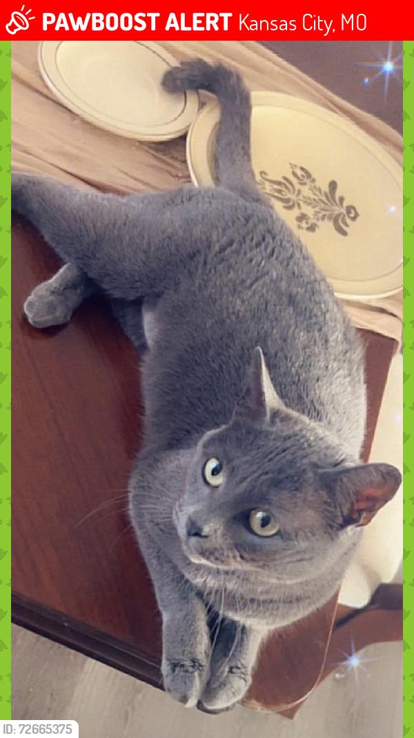 Lost Female Cat last seen Near East 96th terrace kc mo 64134, Kansas City, MO 64134
