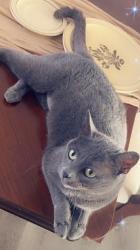 Lost Female Cat last seen Near East 96th terrace kc mo 64134, Kansas City, MO 64134