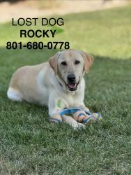 Lost Male Dog last seen Near S 2300 E, Salt Lake City, UT 84108