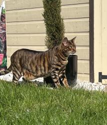 Lost Male Cat last seen NP26 3TD, Undy, Wales NP26 3TD