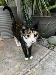 Found/Stray Female Cat last seen Beryl, Redondo Beach, CA 90277