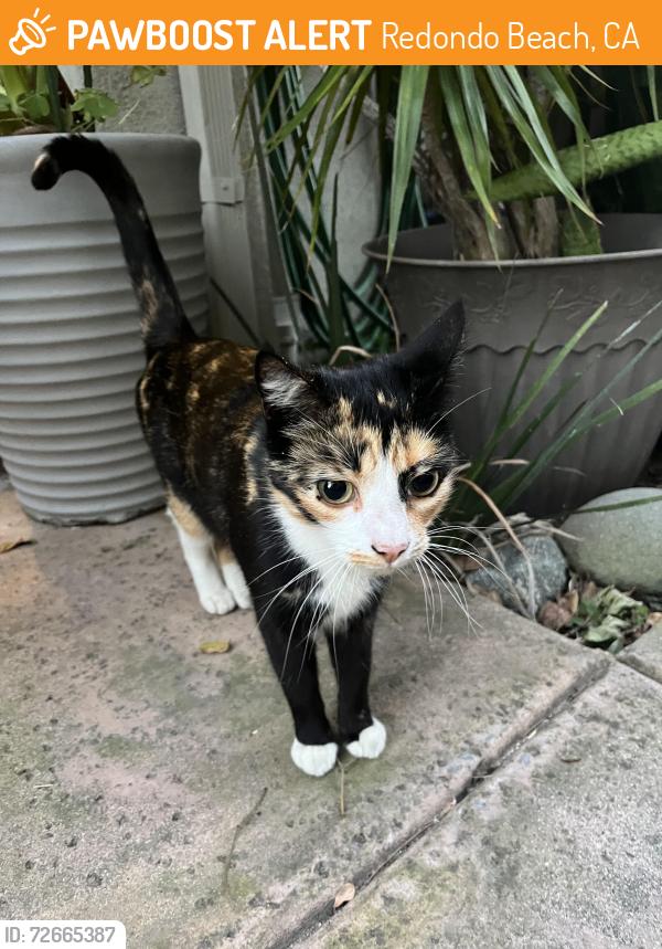 Found/Stray Female Cat last seen Beryl, Redondo Beach, CA 90277