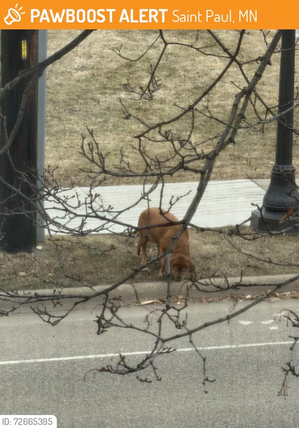 Found/Stray Unknown Dog last seen Corner of Selby and Cleveland, Saint Paul, MN 55104
