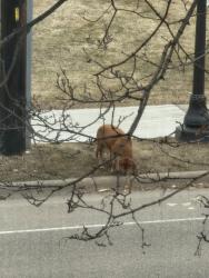 Found/Stray Unknown Dog last seen Corner of Selby and Cleveland, Saint Paul, MN 55104