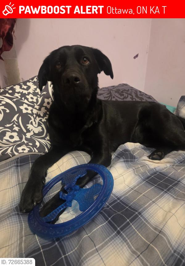 Lost Female Dog last seen Roger Steven's Drive, Ottawa, ON K0A 2T0