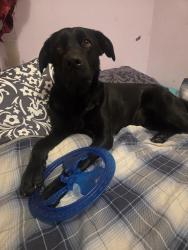 Lost Female Dog last seen Roger Steven's Drive, Ottawa, ON K0A 2T0