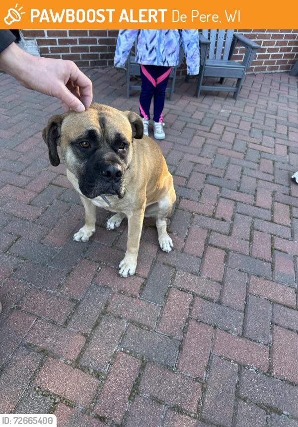 Found/Stray Male Dog last seen W364 Crook Rd, De Pere, WI 54115