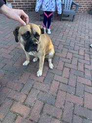 Found/Stray Male Dog last seen W364 Crook Rd, De Pere, WI 54115