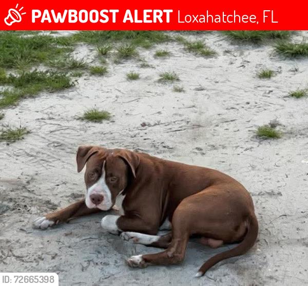 Lost Male Dog last seen Southern Blvd , Loxahatchee, FL 33470