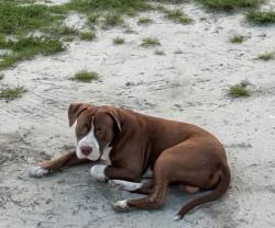 Lost Male Dog last seen Southern Blvd , Loxahatchee, FL 33470