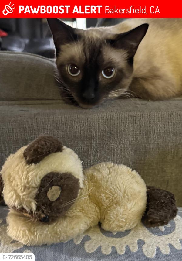 Lost Male Cat last seen Pheasant Run, Bakersfield, CA 93312