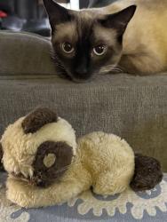 Lost Male Cat last seen Pheasant Run, Bakersfield, CA 93312