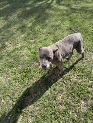 Found/Stray Male Dog last seen Highway 6 CR2366, Walnut Springs, TX 76690