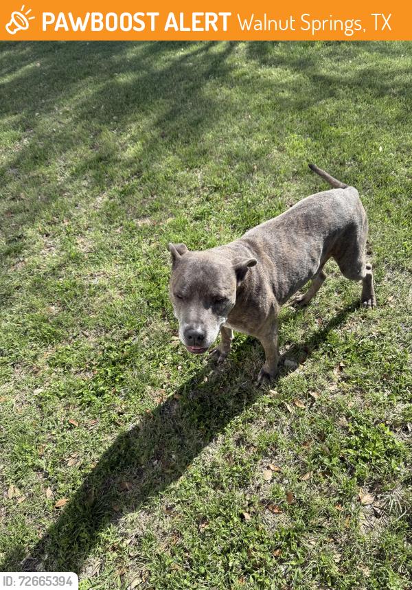 Found/Stray Male Dog last seen Highway 6 CR2366, Walnut Springs, TX 76690