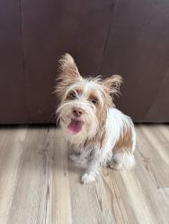 Found/Stray Male Dog last seen 22nd St and Central Ave in the Herron Morton neighborhood, Indianapolis, IN 46202