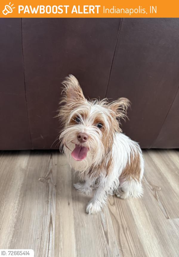 Found/Stray Male Dog last seen 22nd St and Central Ave in the Herron Morton neighborhood, Indianapolis, IN 46202