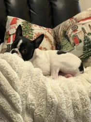 Lost Male Dog last seen Near and Hillside, Wichita, KS 67219