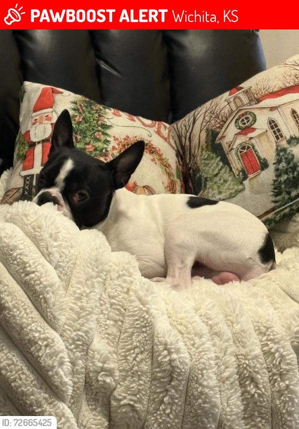Lost Male Dog last seen Near and Hillside, Wichita, KS 67219