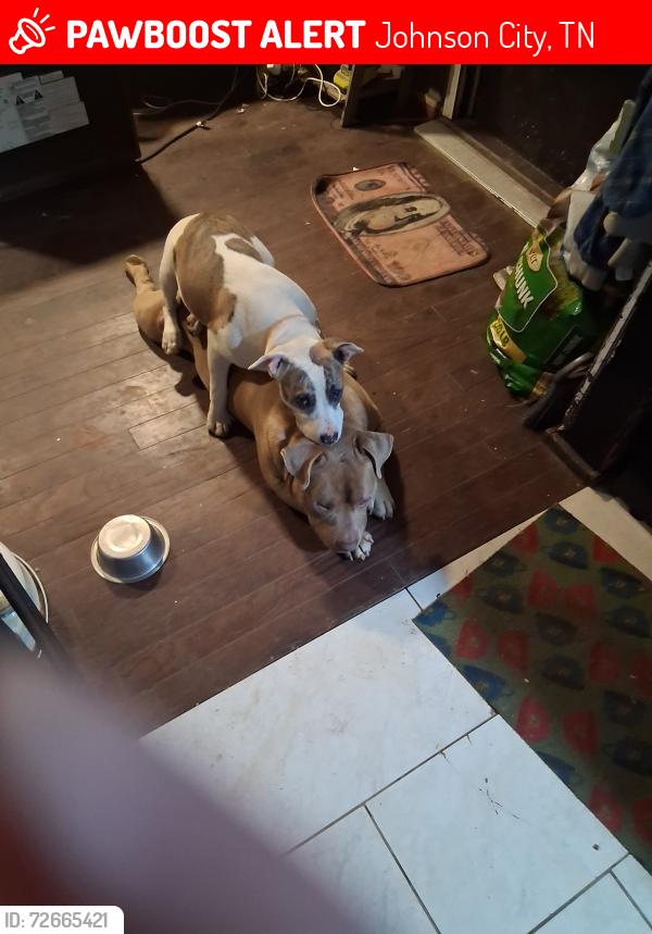 Lost Female Dog last seen Price rd., , Johnson City, TN 37601