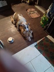 Lost Female Dog last seen Price rd., , Johnson City, TN 37601
