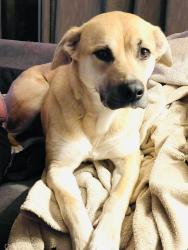 Lost Female Dog last seen Acorn hill and sandy cross, Hobbsville, NC 27946