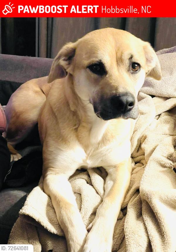 Lost Female Dog last seen Acorn hill and sandy cross, Hobbsville, NC 27946