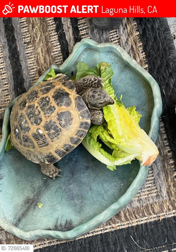 Lost Male Other last seen Southport & Salford , Laguna Hills, CA 92653