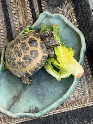 Lost Male Other last seen Southport & Salford , Laguna Hills, CA 92653
