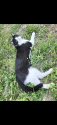 Lost Male Cat last seen Poly Drive School, St. Francis school, Billings, MT 59102