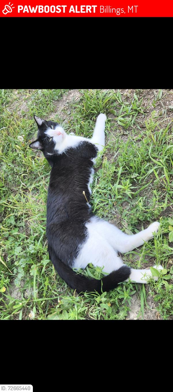 Lost Male Cat last seen Poly Drive School, St. Francis school, Billings, MT 59102