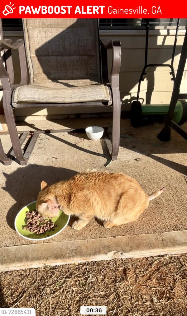 Lost Male Cat last seen Near Rockrose green way , Gainesville, GA 30504