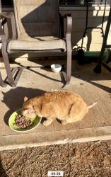 Lost Male Cat last seen Near Rockrose green way , Gainesville, GA 30504