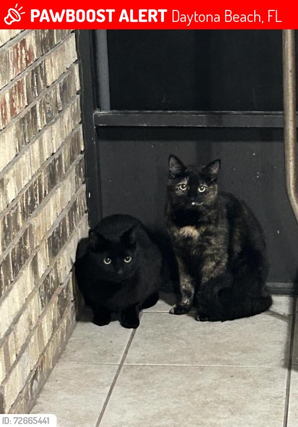 Lost Male Cat last seen ridgewood ave , Daytona Beach, FL 32117