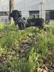 Found/Stray Male Dog last seen Brown academy elementary school 718 E Eighth St Chattanooga, TN  37403 United States, Chattanooga, TN 37403