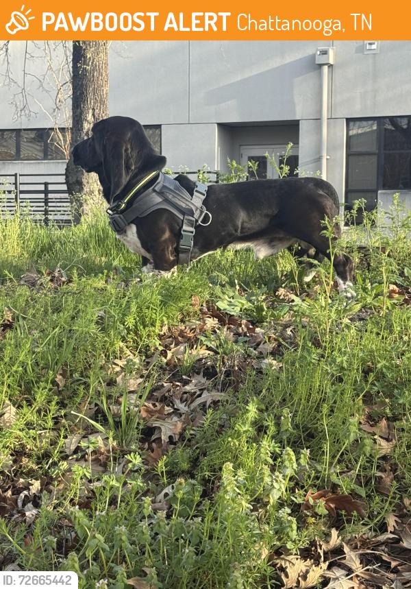 Found/Stray Male Dog last seen Brown academy elementary school 718 E Eighth St Chattanooga, TN  37403 United States, Chattanooga, TN 37403