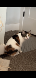 Lost Female Cat last seen Ceiba , , Ceiba 00735