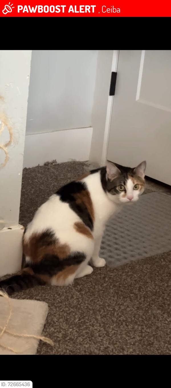 Lost Female Cat last seen Ceiba , , Ceiba 00735
