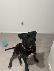 Lost Male Dog last seen Yarrington an CountyRd 158, Maxwell, TX 78656