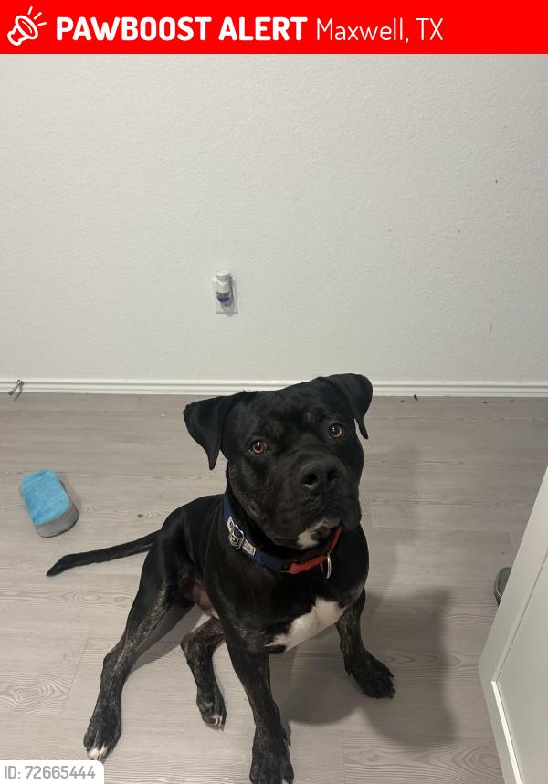 Lost Male Dog last seen Yarrington an CountyRd 158, Maxwell, TX 78656