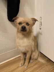Lost Male Dog last seen Palma Ceia Park, Hayward, CA 94545