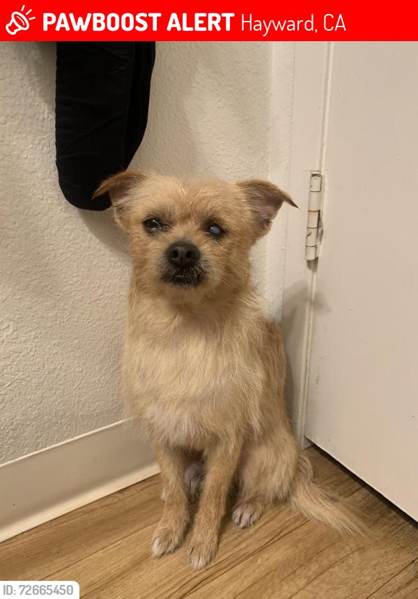 Lost Male Dog last seen Palma Ceia Park, Hayward, CA 94545